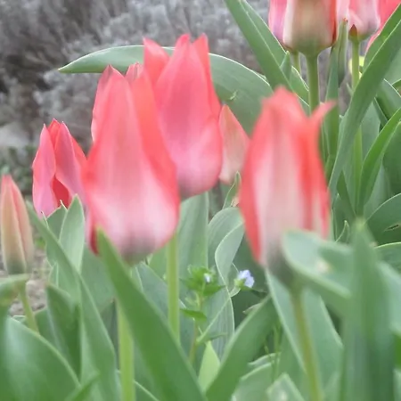 Ospitalita Rurale La Svizzera Agliè